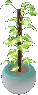 Efeutute