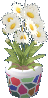 Gänseblümchen
