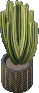 Kaktus