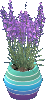 Lavendel