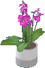 Orchid