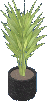 Palm