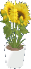 Sonnenblume