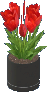 Tulpen